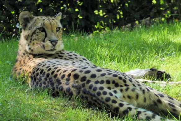 Cheetah Resting in Shade