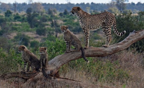 Cheetah with Cubs