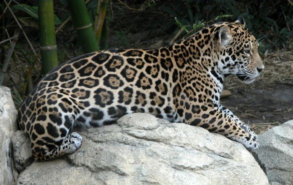 Jaguar