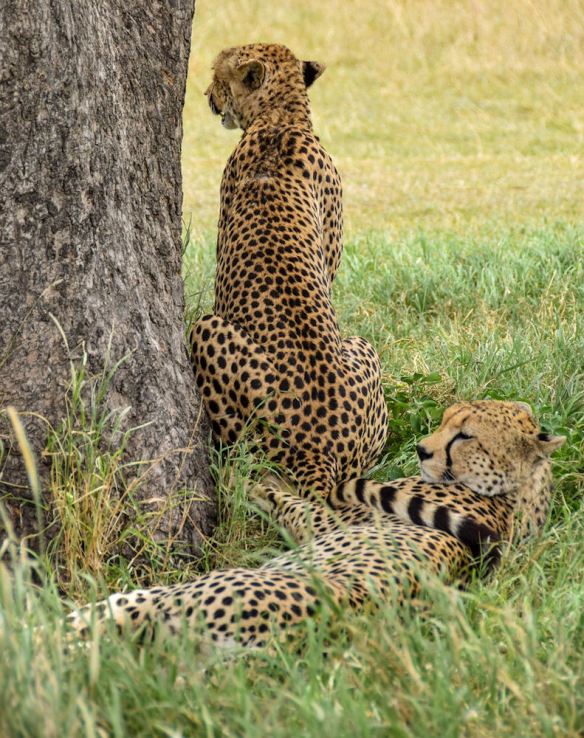 Watchful Cheetah