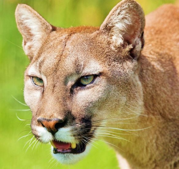 Mountain Lion