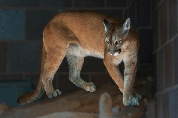 Florida Panther