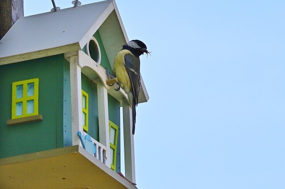 Bird House Features