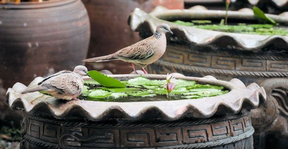 Zen Bird Bath