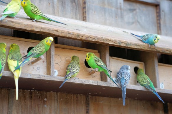 Multi Tenant Bird House