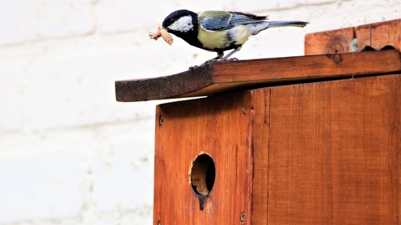 Wood Bird House