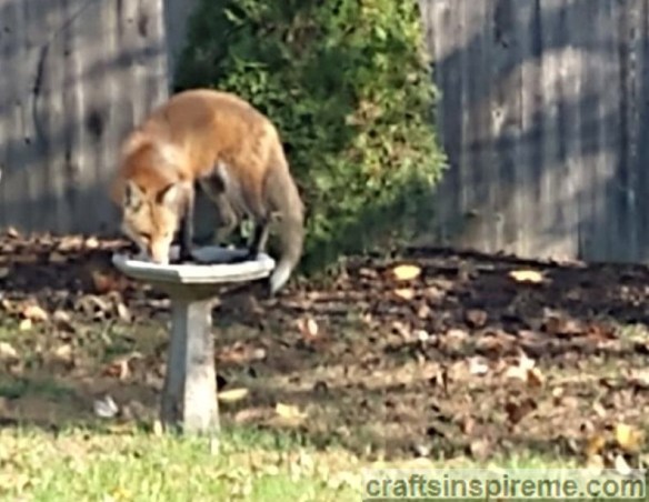 Fox on Bird Bath