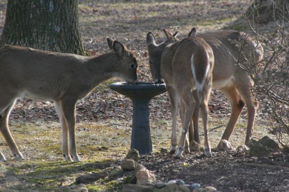 Whitetail Deer at Bird Bath