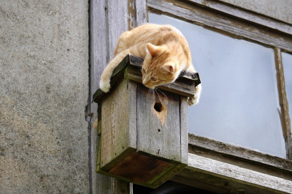 Building Mounted Bird House