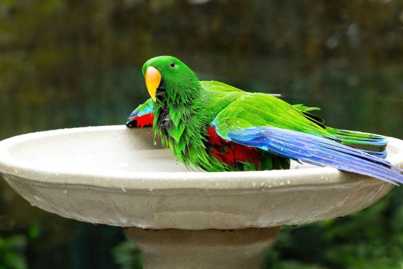 Parrot in Bird Bath