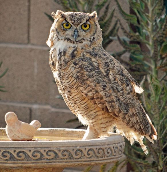 Great Horned Owl on Bird Bath