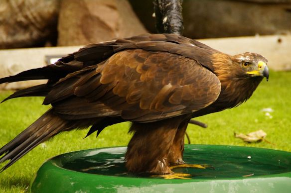 Golden Eagle in Bird Bath