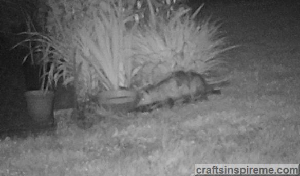 Opossums at Bird Bath