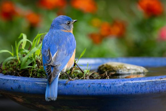 Painted Ceramic Bird Bath