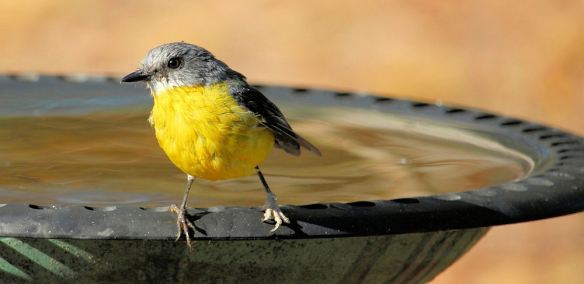 Perforated Metal Bird Bath