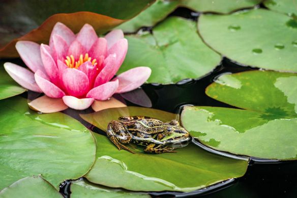 Pink Water Lily & Frog