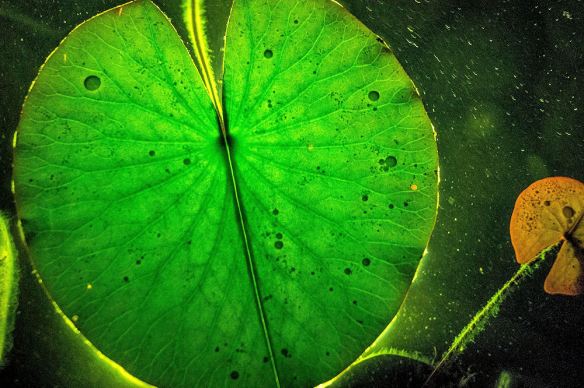 Lily Pad