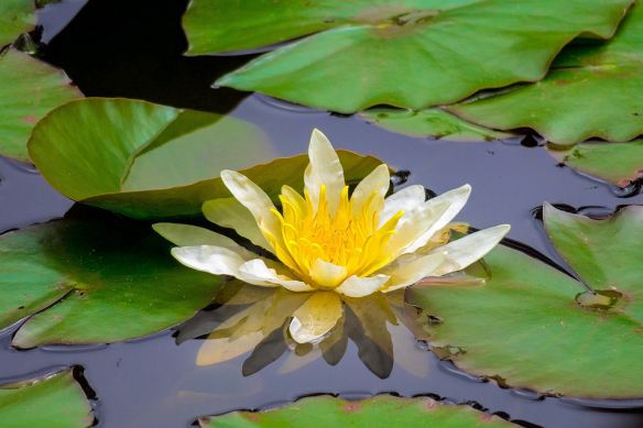 White Water Lily