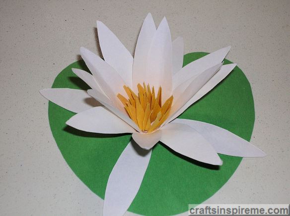 Flower on Lily Pad