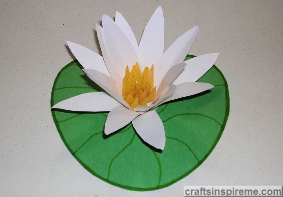 Lily on Lily Pad