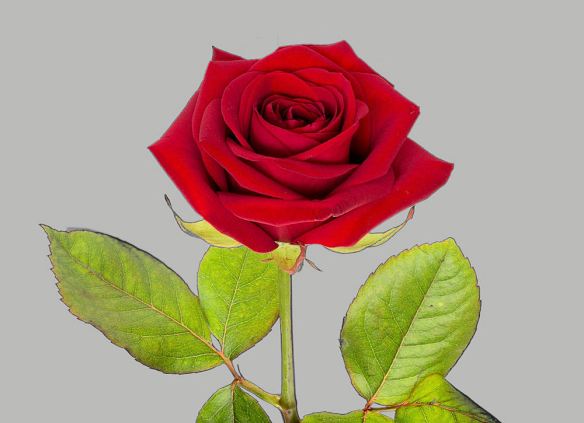 Red Rose