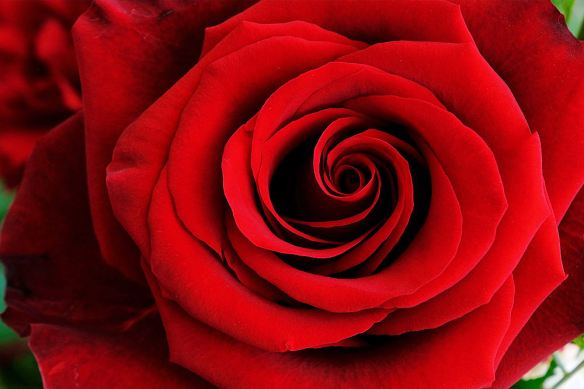 Red Rose