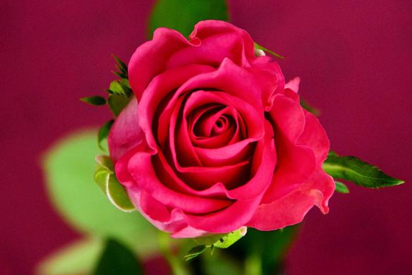 Red Rose with Leaves